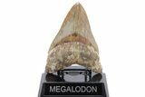Serrated, Fossil Megalodon Tooth - Indonesia #214976-1